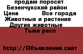 продам поросят .Безенчукский район  › Цена ­ 2 500 - Все города Животные и растения » Другие животные   . Тыва респ.